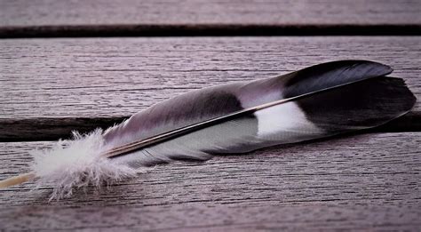 black and grey feather meaning|grey black and white feather.